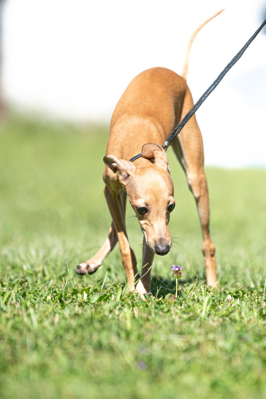 AZZARO des cristaux de liac