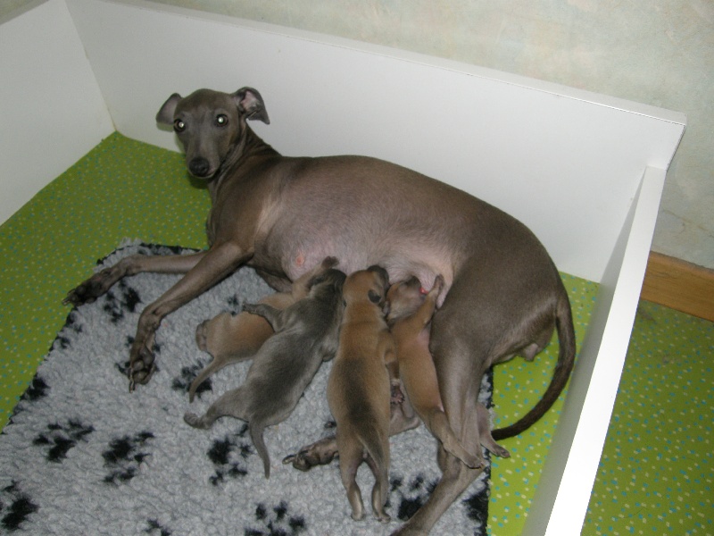 Chiot Petit Levrier Italien des cristaux de liac